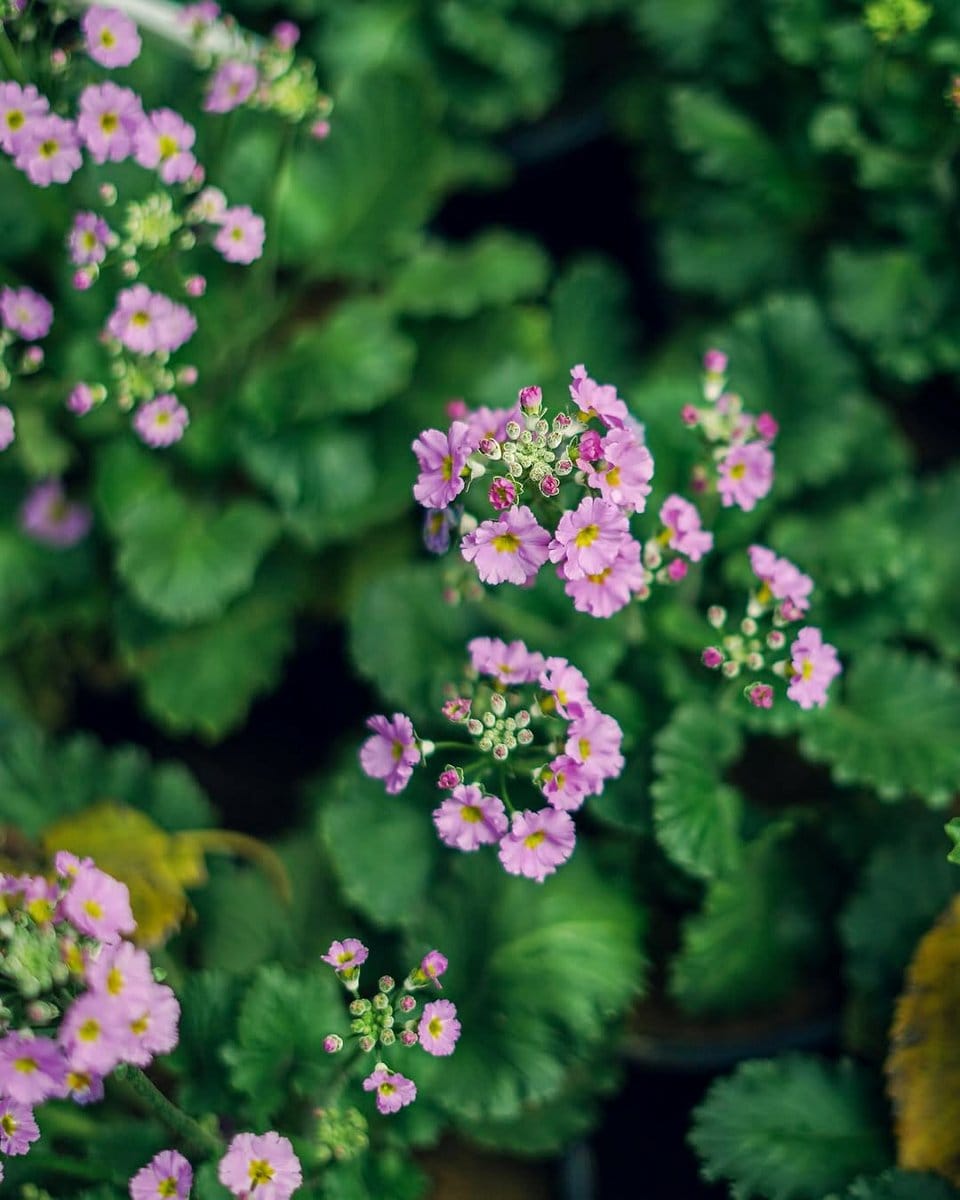 group of small plants