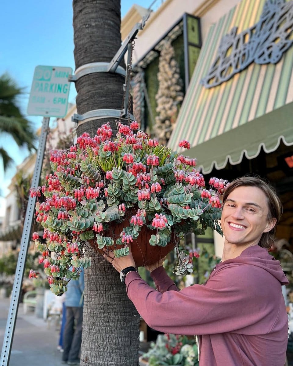 peach kalanchoes on mantel
