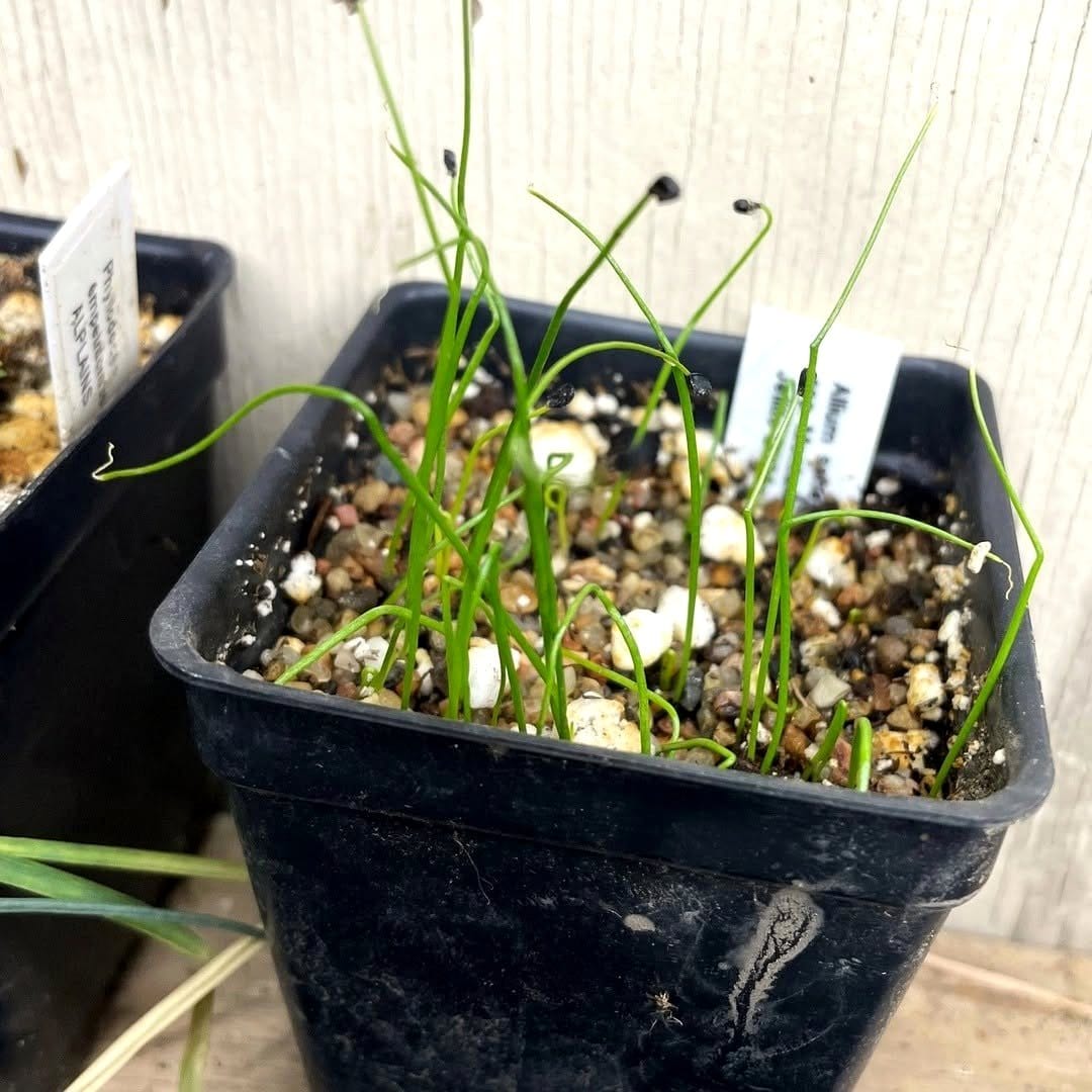 seed trays with emerging sprouts