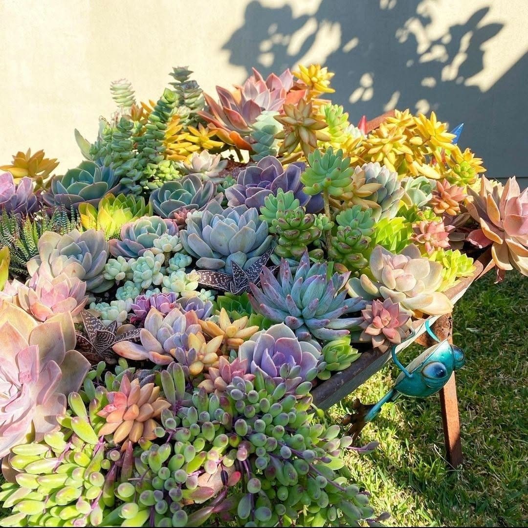Hardy succulents in industrial pipe planter