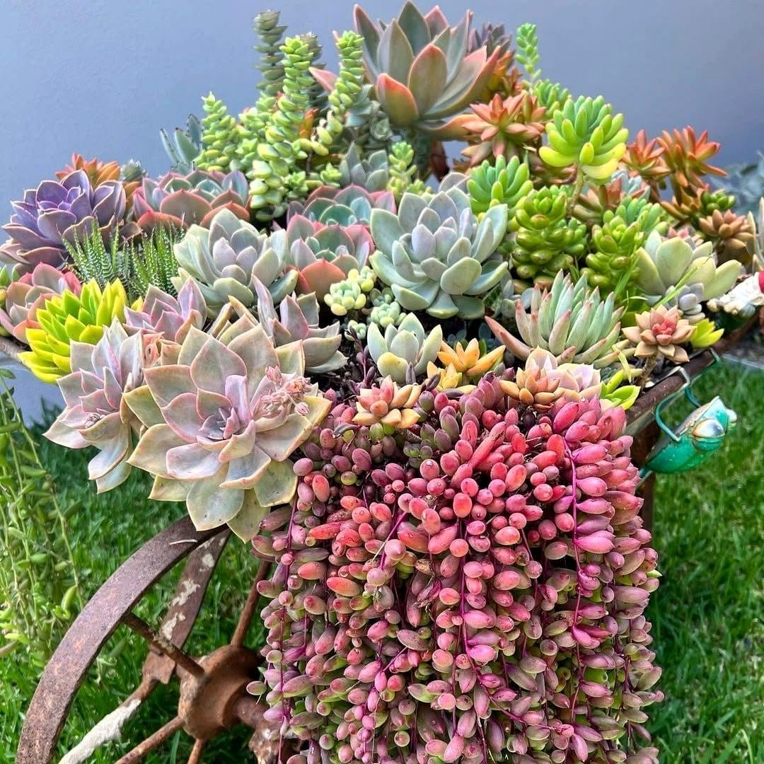 Vintage metal toolbox with succulents