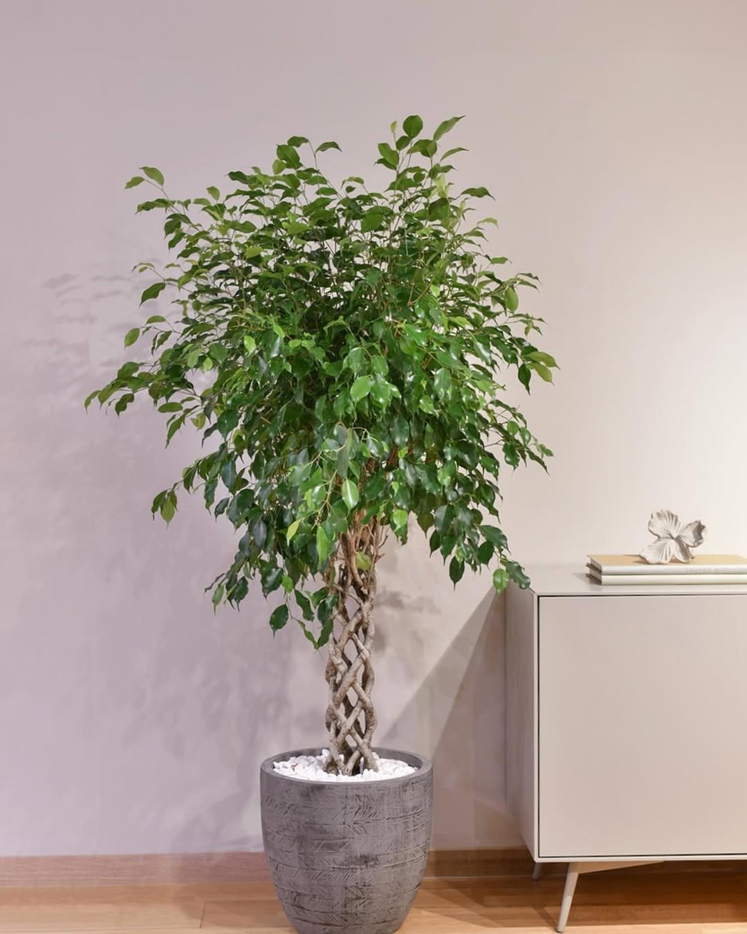 Majestic ficus tree in large planter
