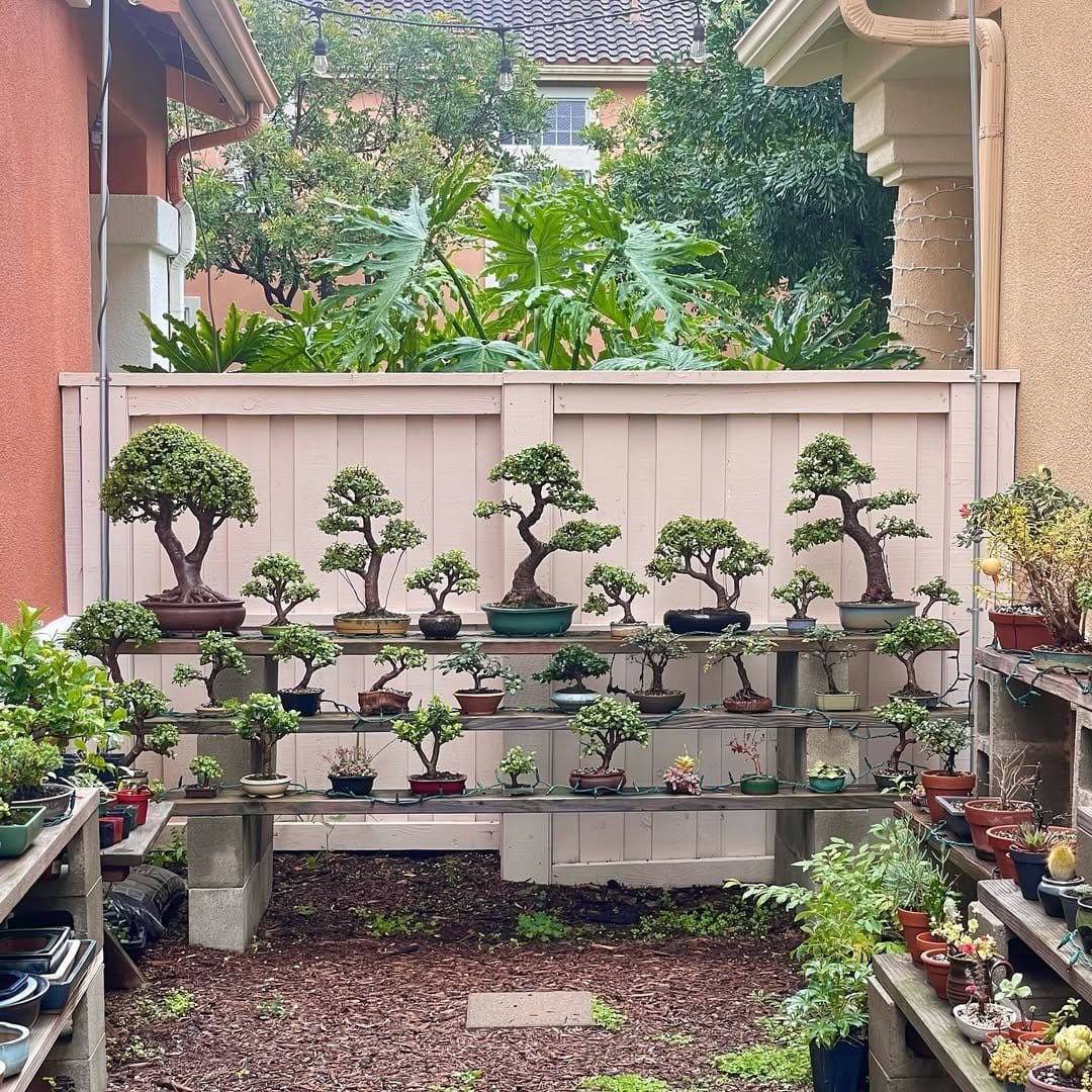 Miniature bonsai on rustic wooden table