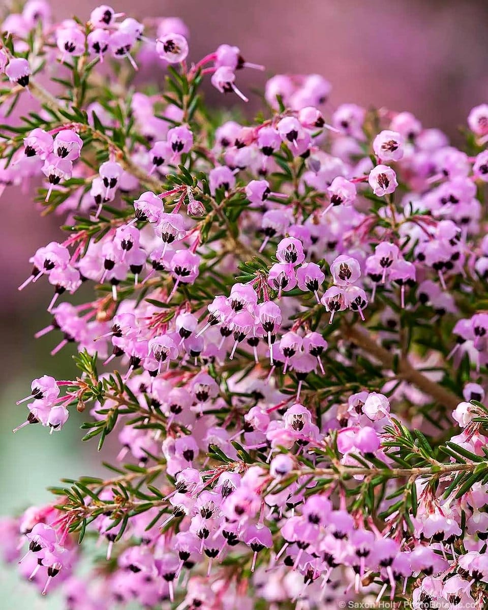 blooming heather shrubs