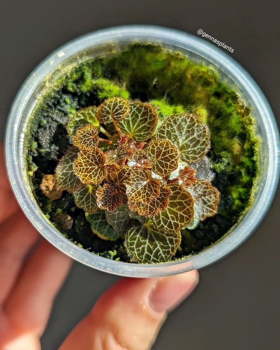 lime philodendrons in terrarium