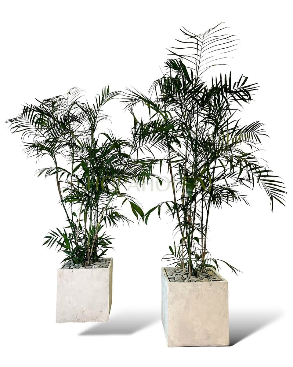 bamboo palm in bright room