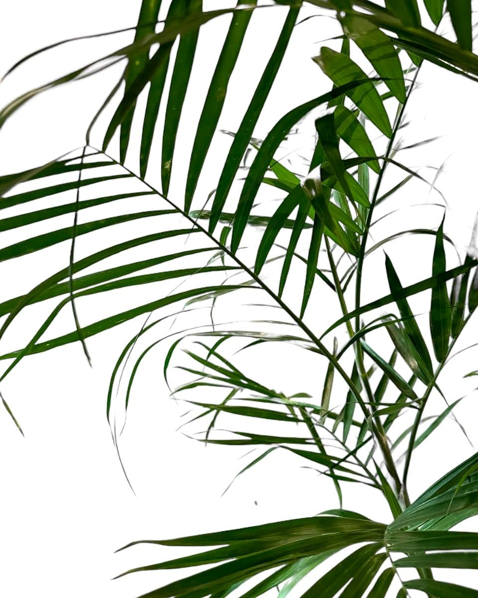 bamboo palm in corner of room