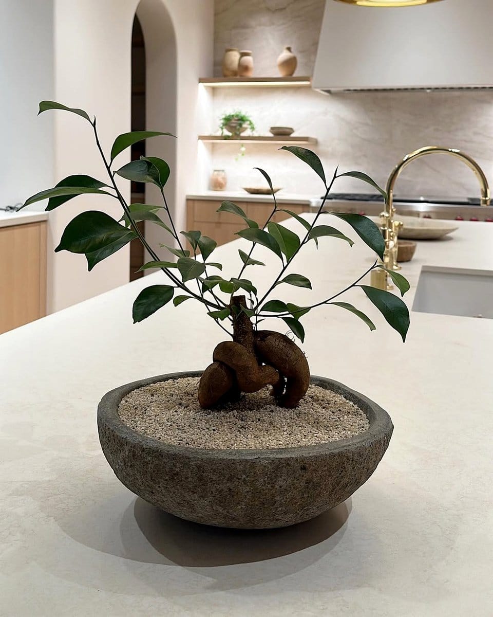 bonsai with stone arrangement