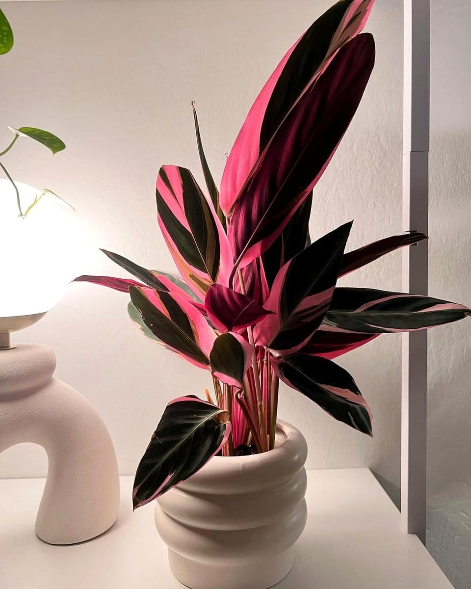 stromanthe triostar on coffee table