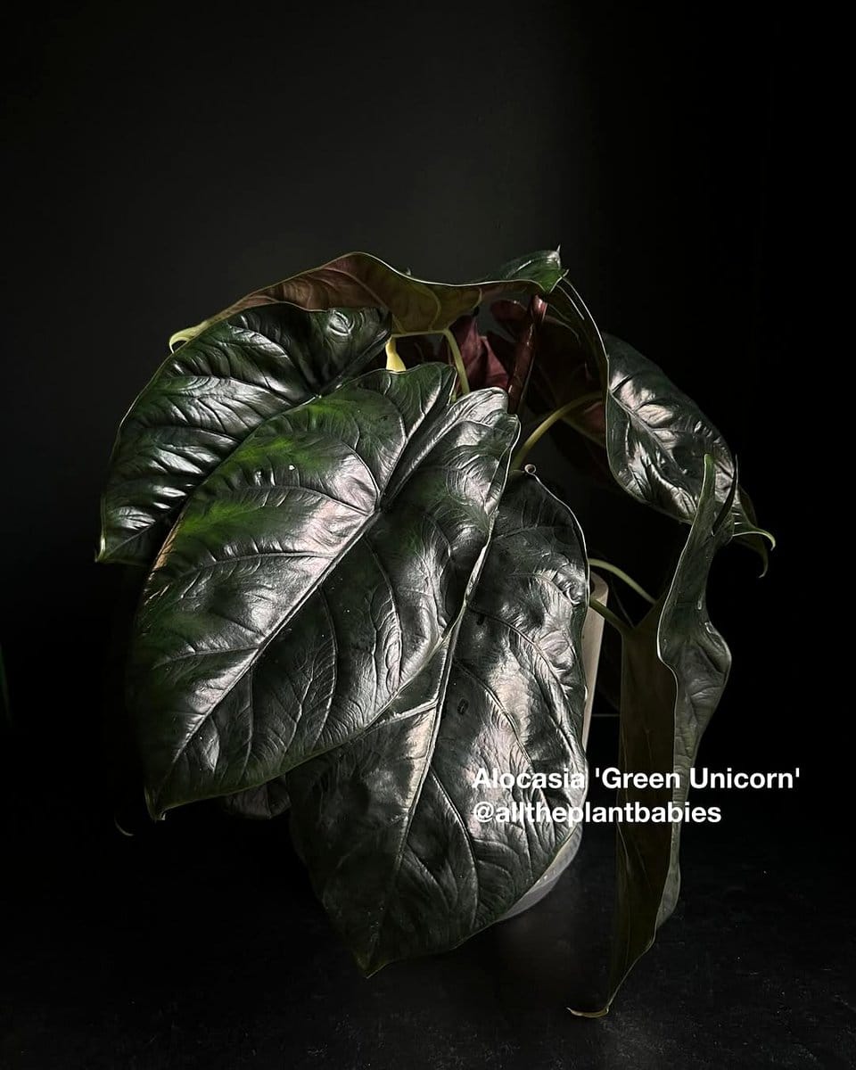 Alocasia Azlanii with iridescent foliage