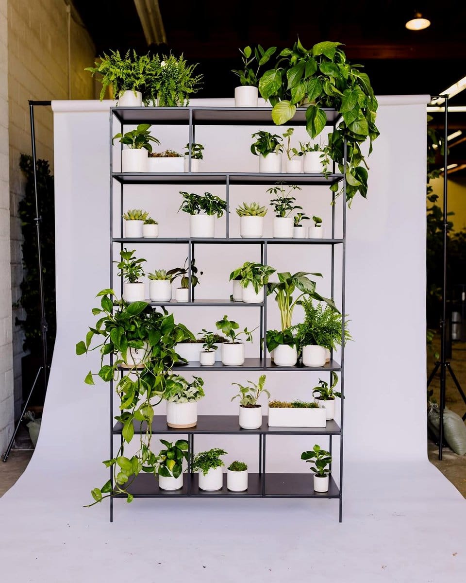 metal shelves with plants