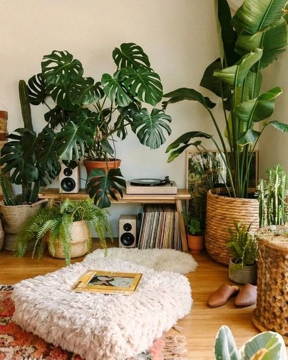 Assorted plants in living room
