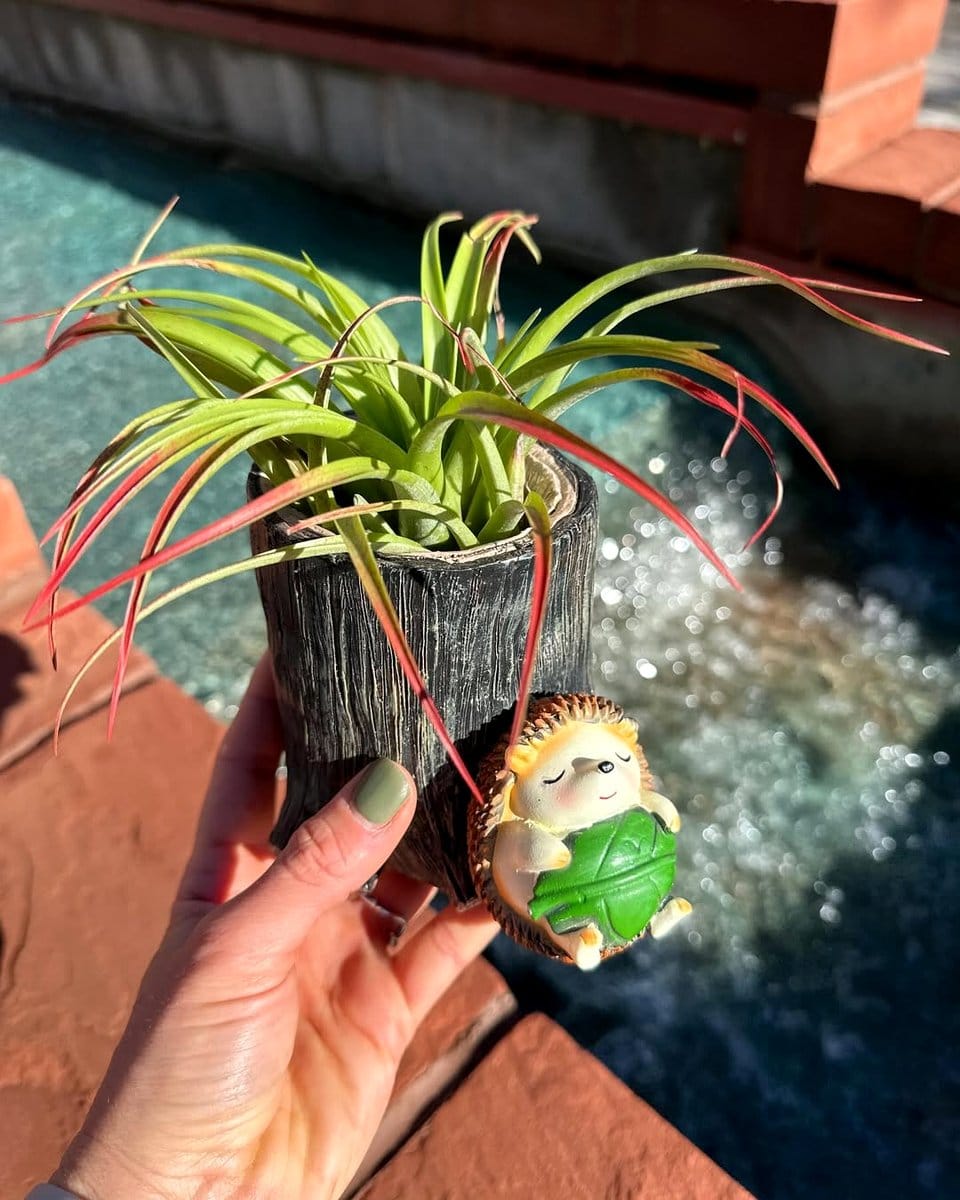 air plant on copper wire stand