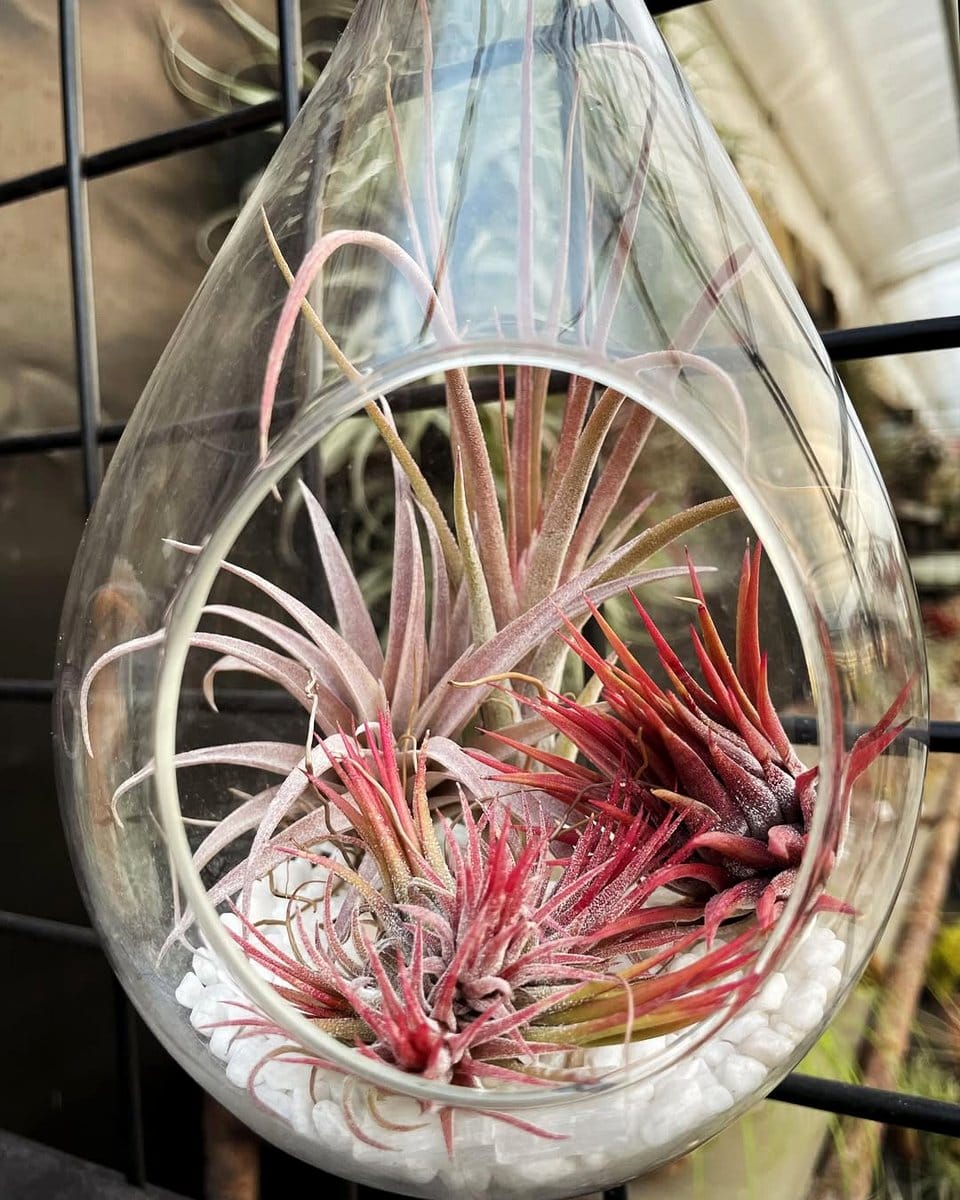 Bromeliad and Tillandsia in glass terrarium