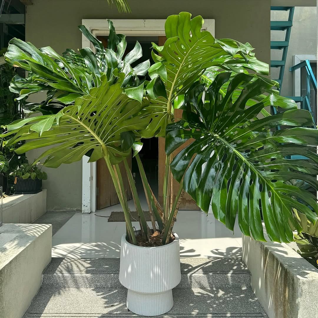 Large tropical plant in a bold geometric pot