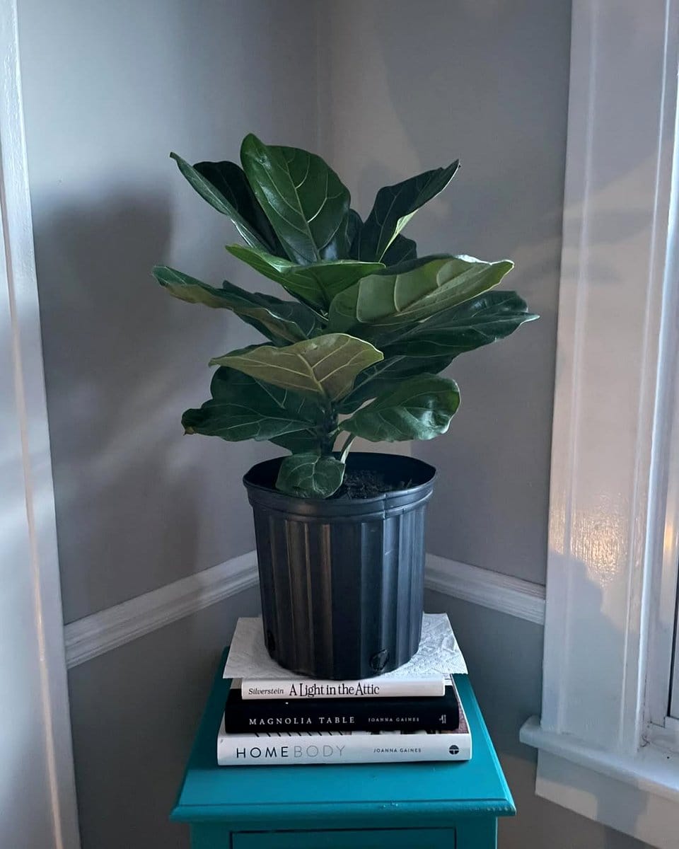 fiddle leaf fig in bedroom