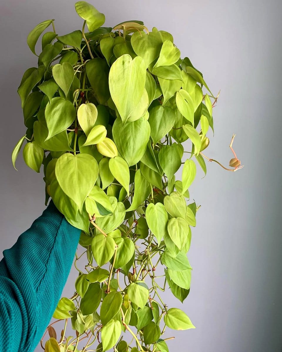 bright window with plants