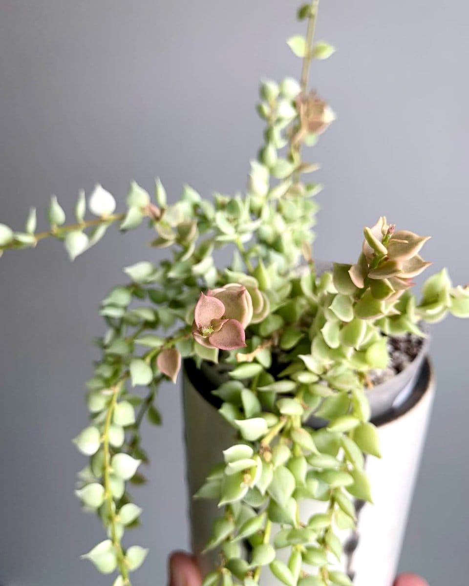 variety of plants with diverse leaf textures