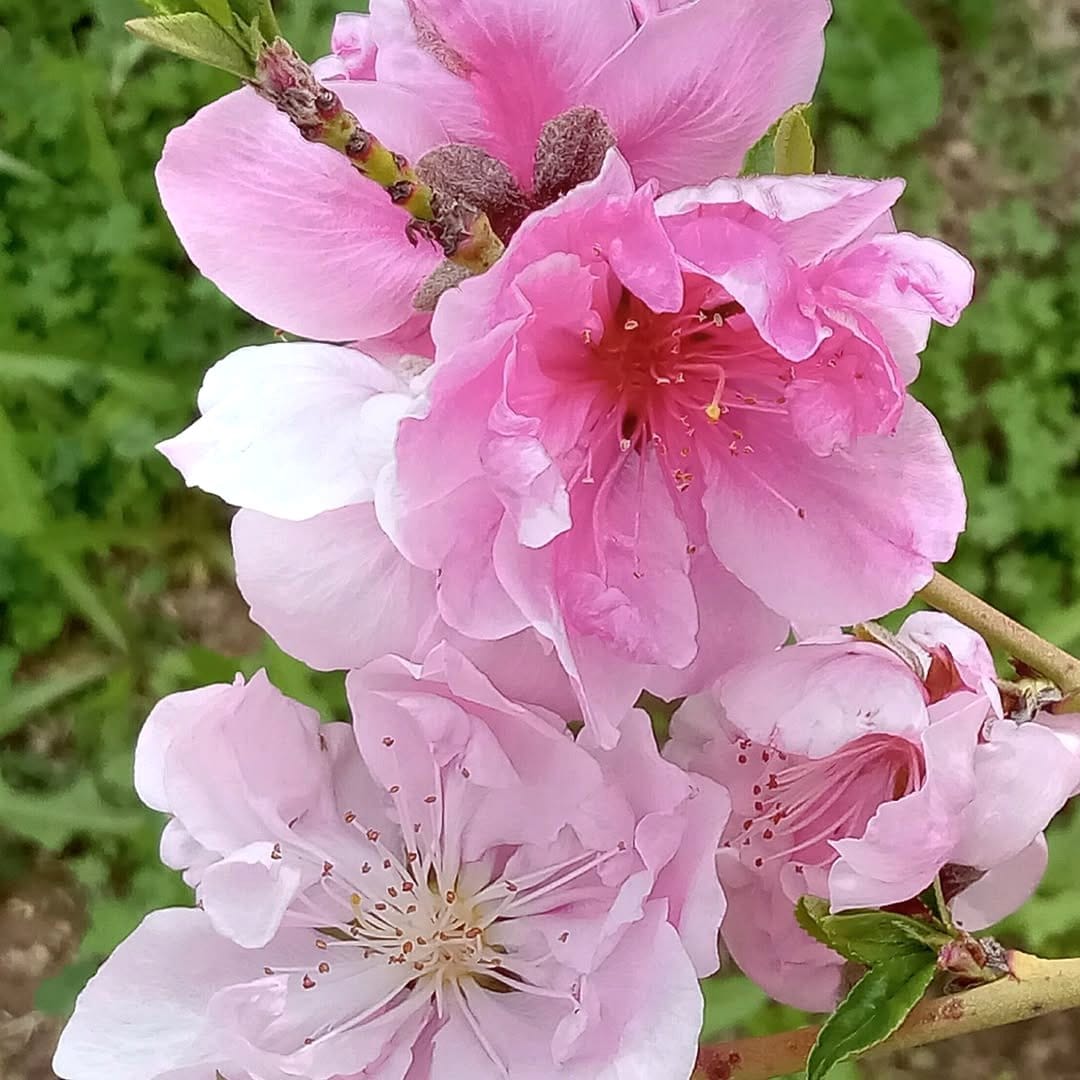 blooming dwarf nectarine tree