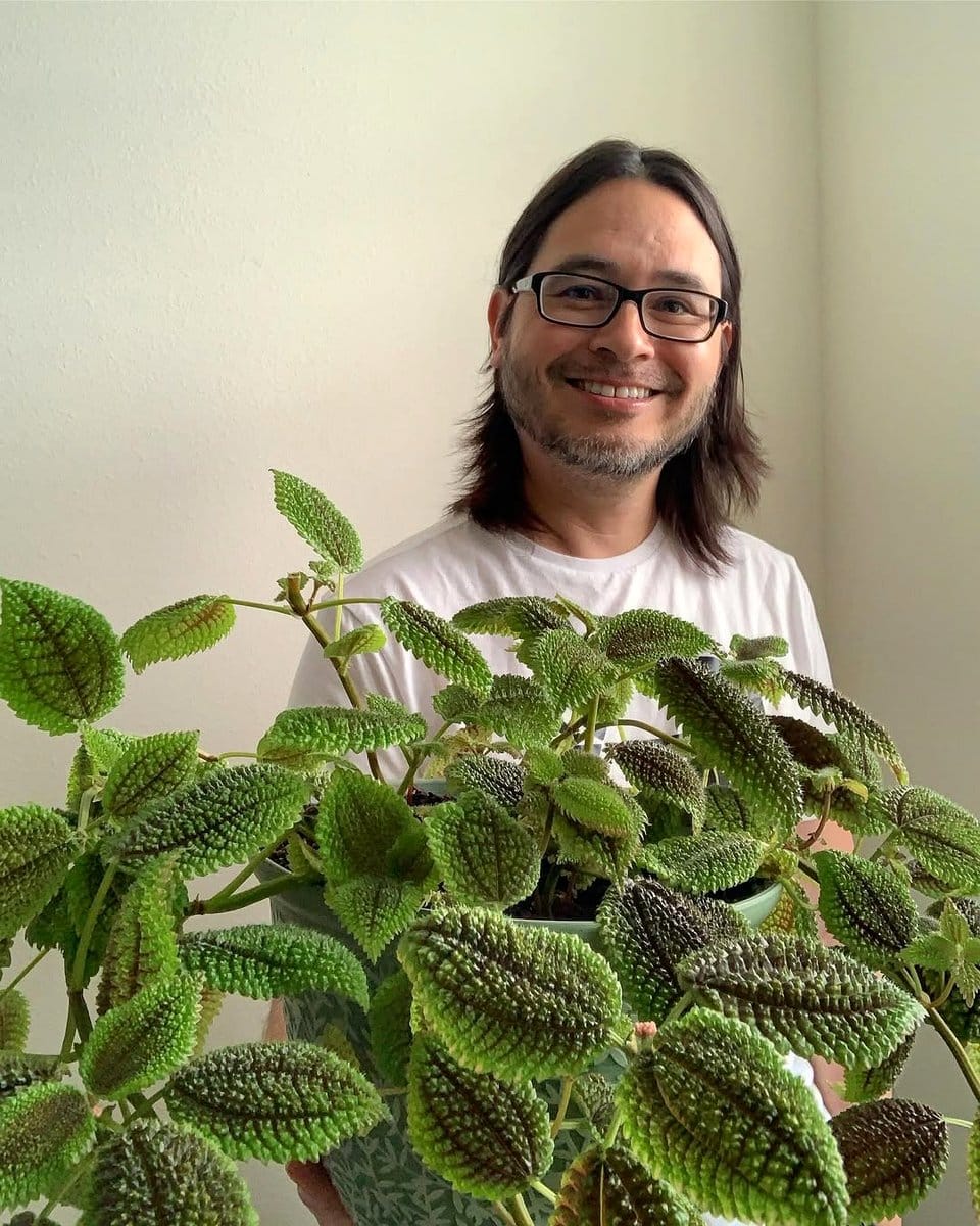 friendship plant on living room shelf