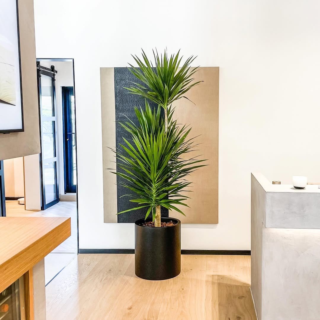 Graceful dracaena in corner of room