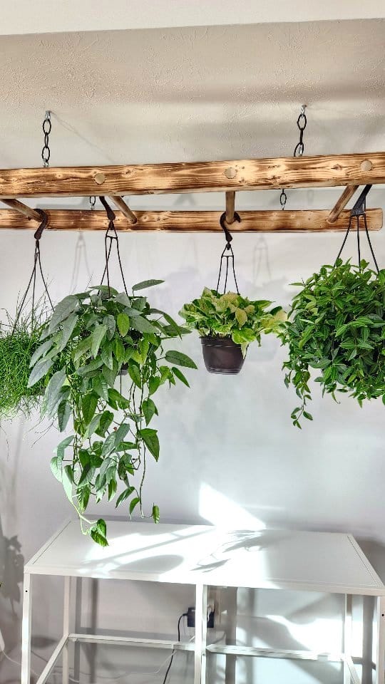 Vintage wooden ladder with potted plants on each rung