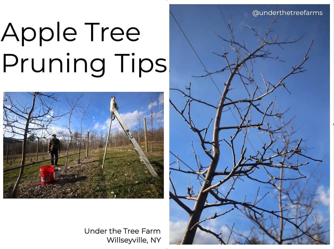 gardener pruning dormant trees