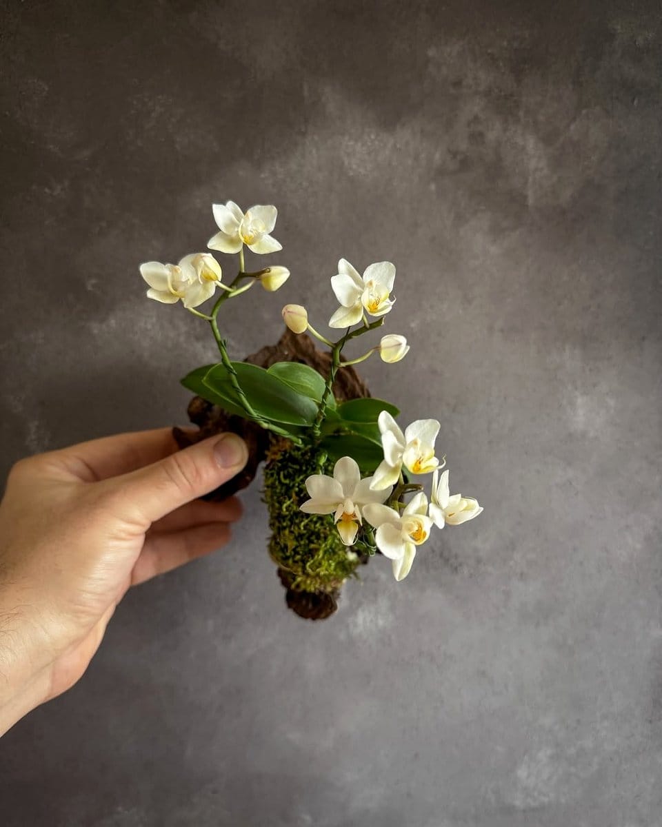 orchid with moss-wrapped support