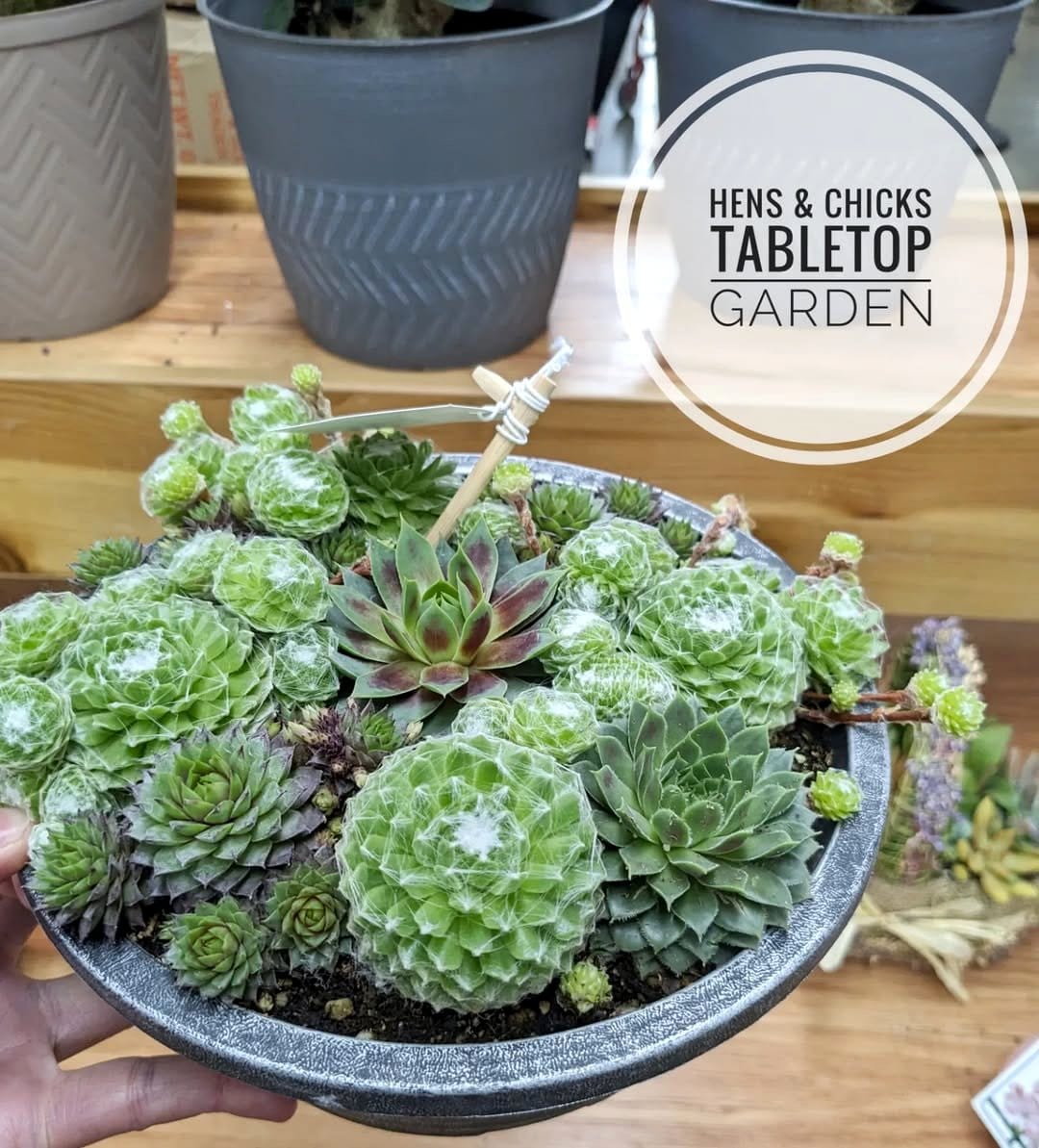 succulents in rustic crate