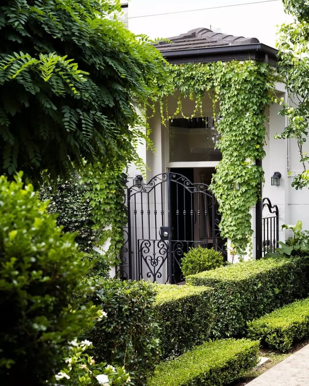 Lush English ivy in terracotta pot