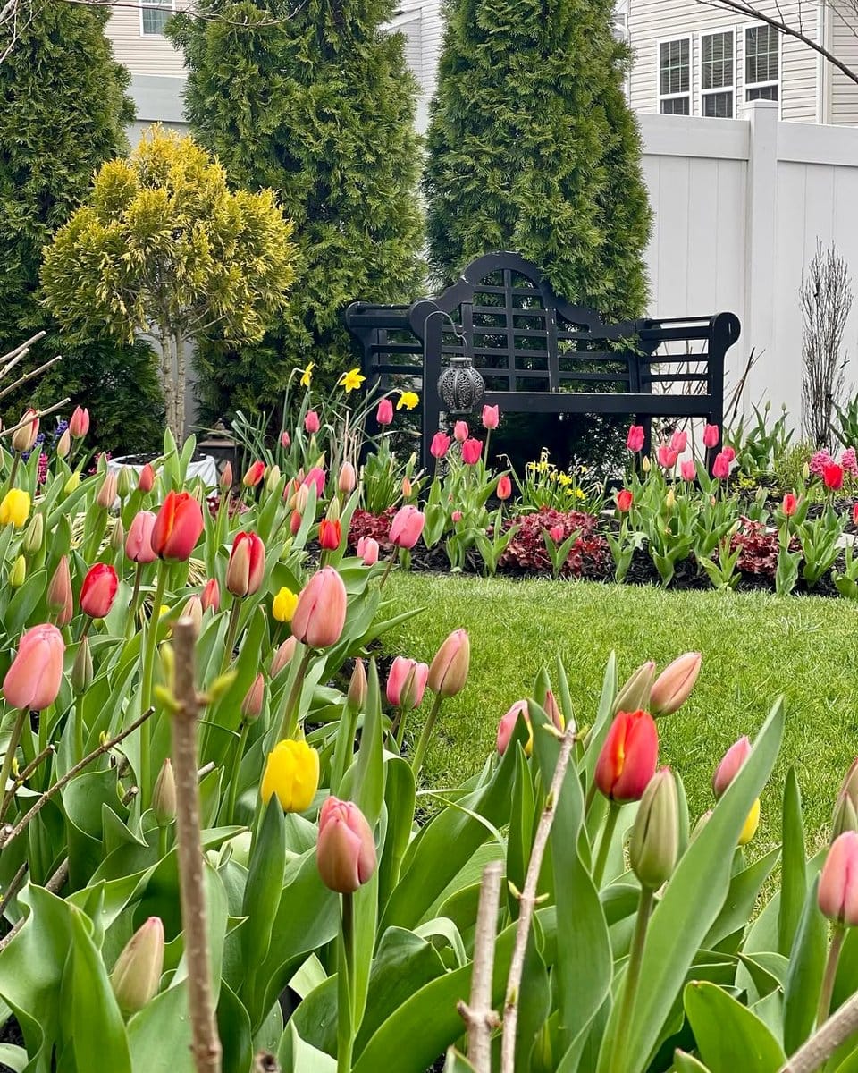 tulip bulbs in spring garden