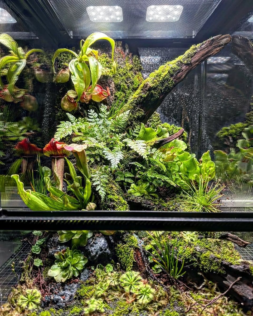multi-level glass terrarium with various plants