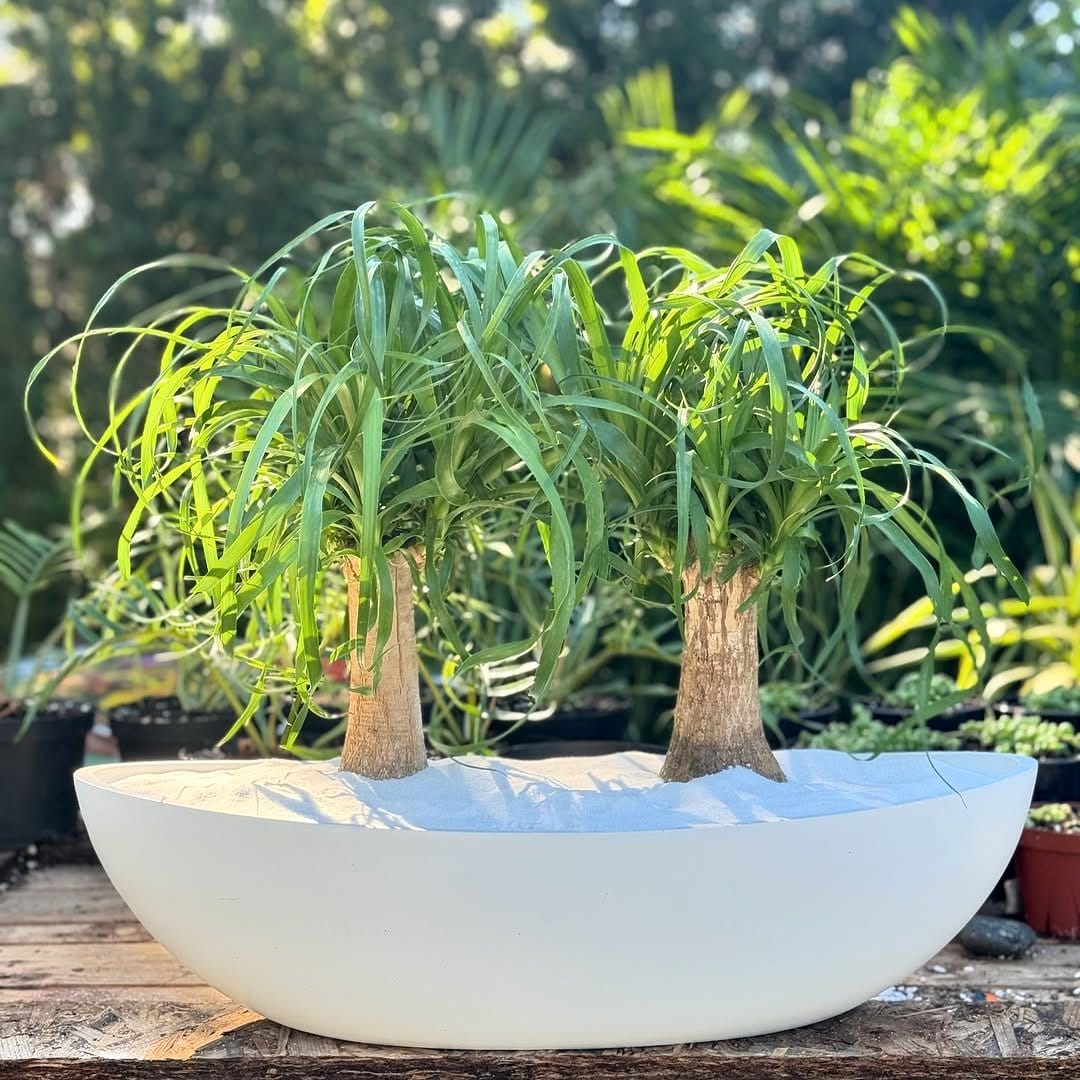 ponytail palm in a stylish pot