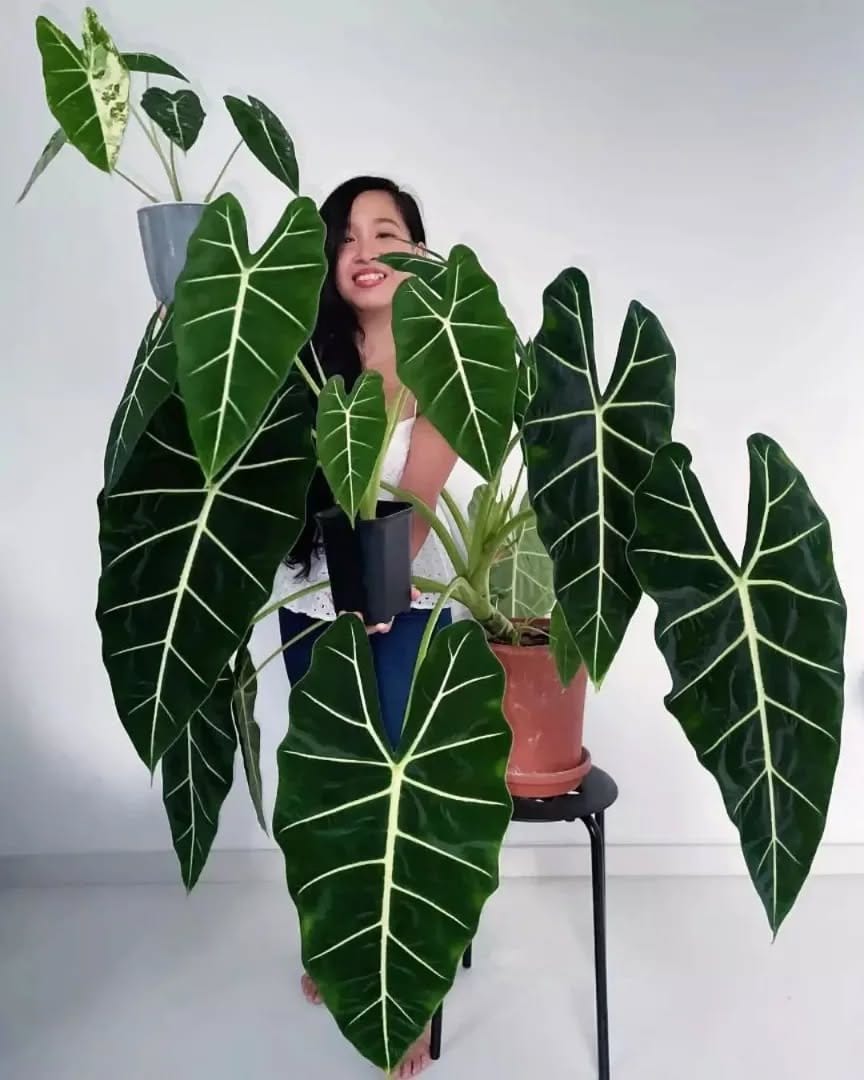Exotic alocasia in rustic clay pot