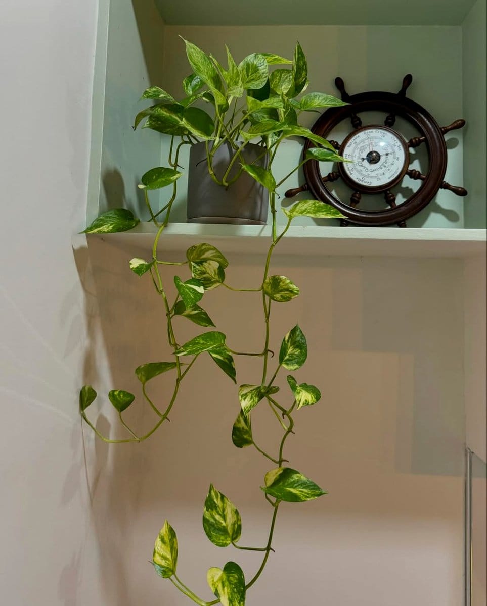 pothos trailing from shelf
