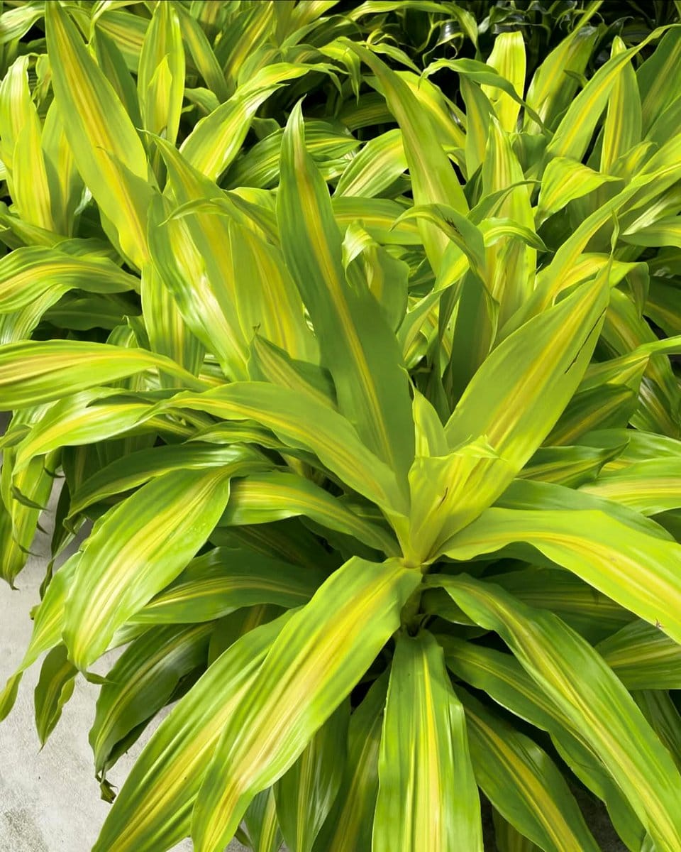 Dracaena 'Warneckii' with striped leaves