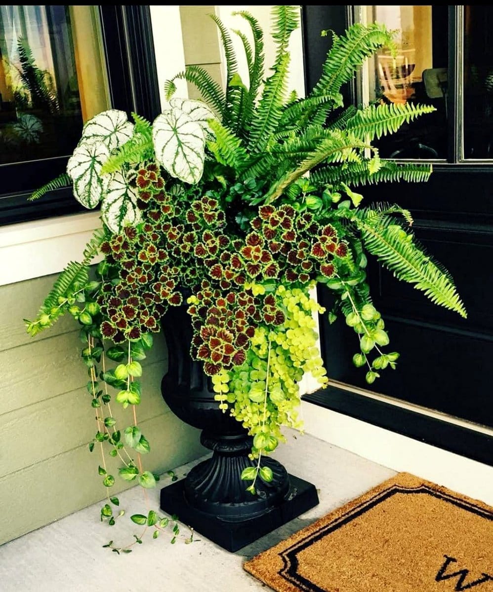 Ferns and Coleus in hanging basket
