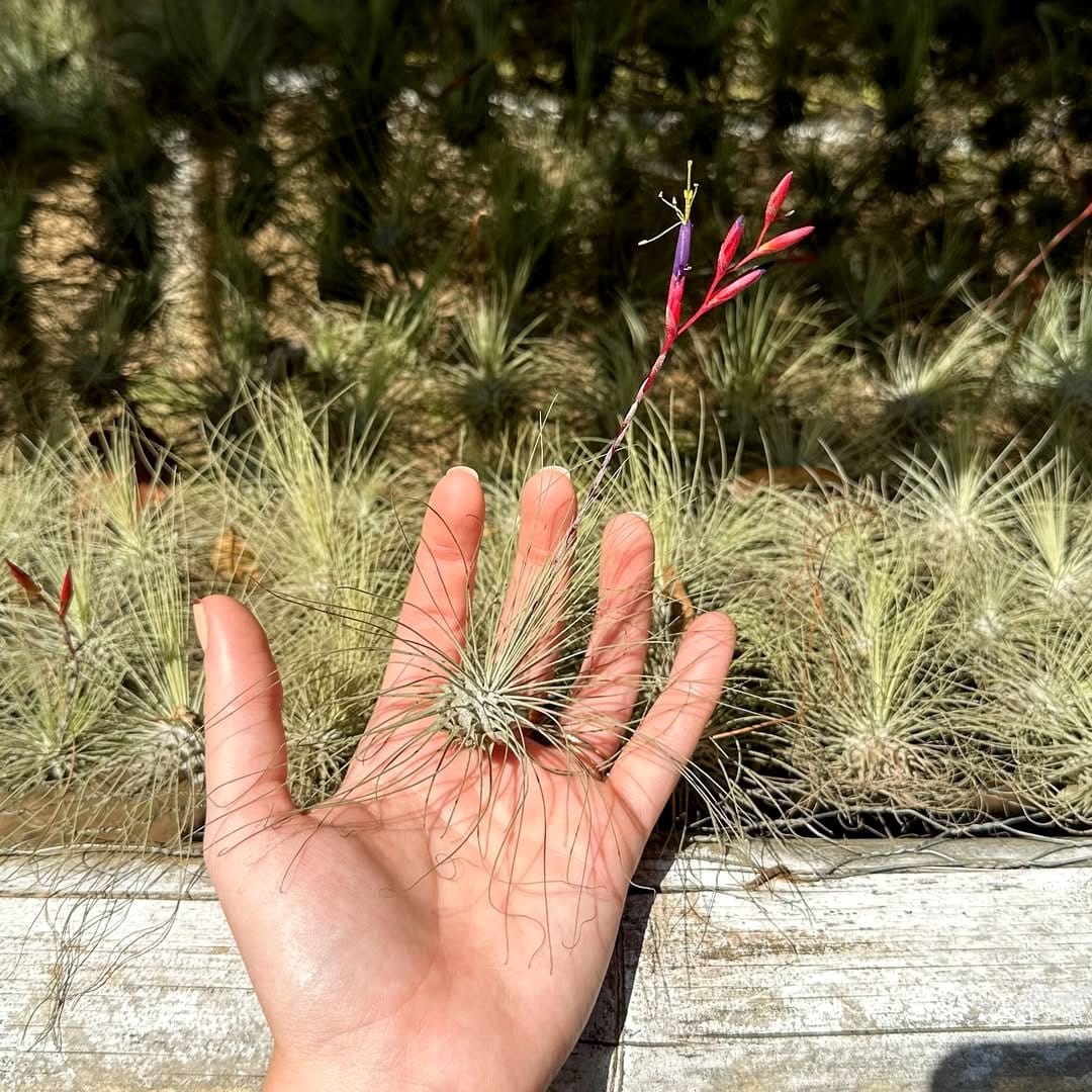 cork board with Tillandsia display