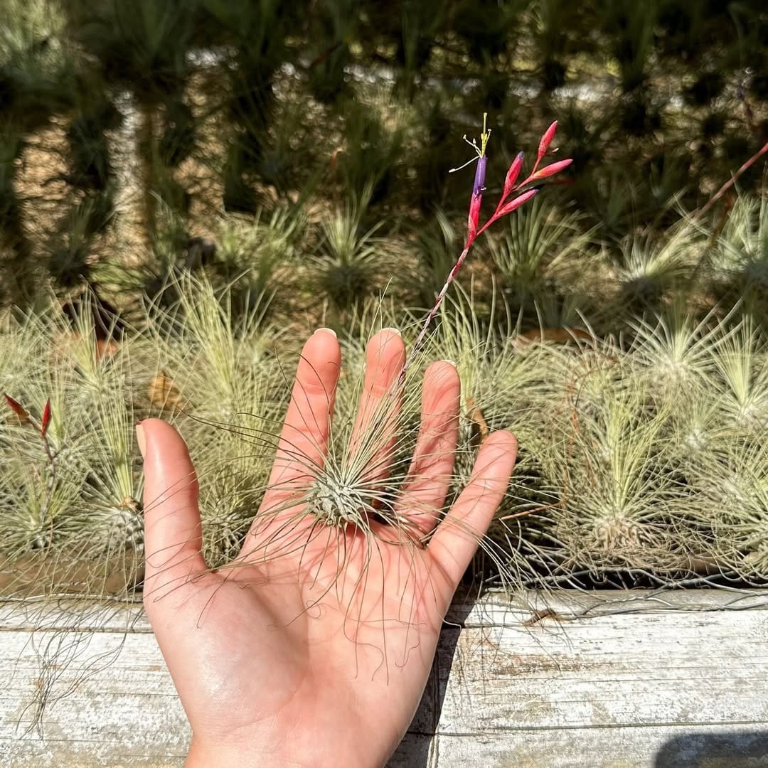 Delicate air plants in hanging glass globes