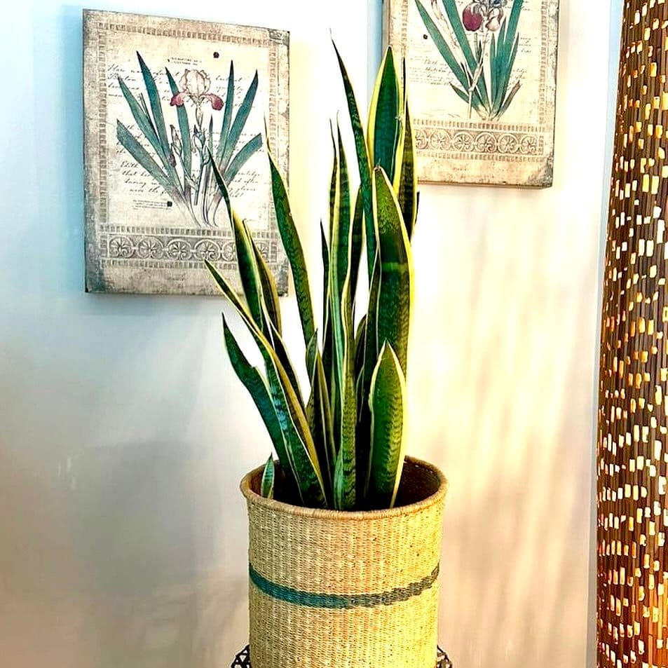 snake plants arranged on shelves