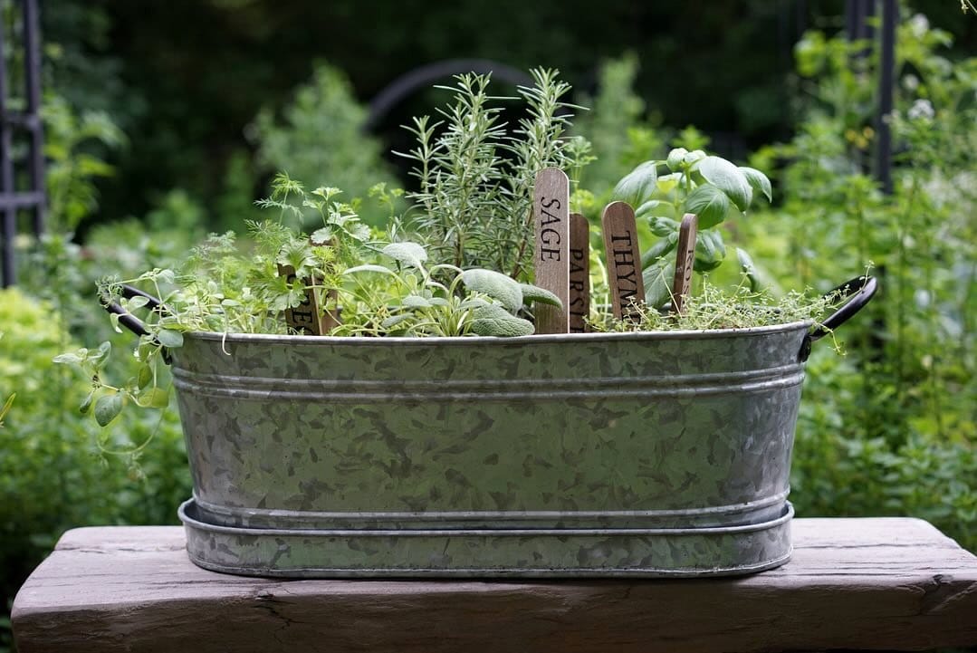 offbeat garden container with herbs