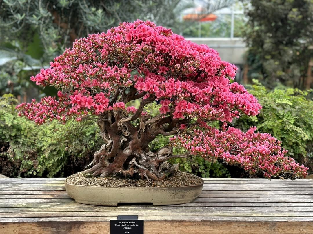 bonsai with seasonal flowers