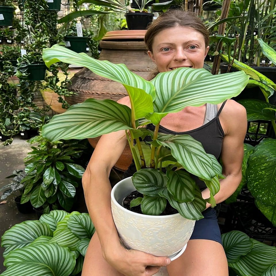 Close-up of a large calathea leaf
