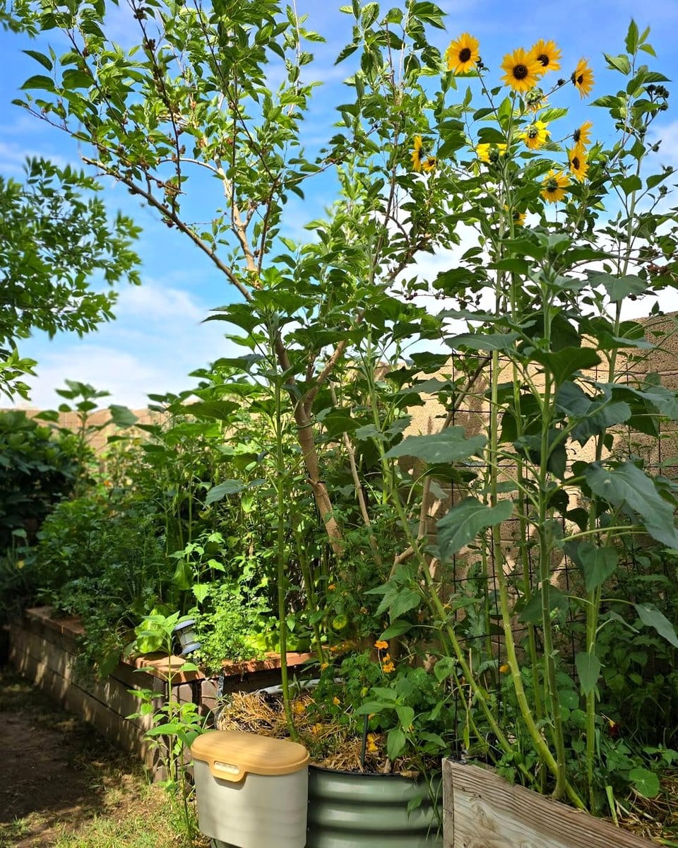 patio dwarf pomegranate tree