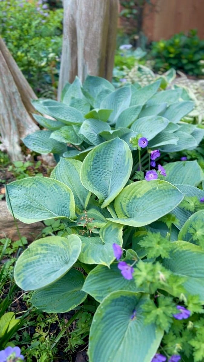Hosta plant with ferns in garden bed