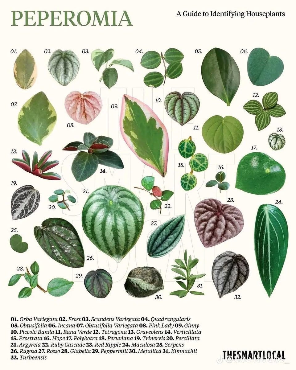 plant identification book and houseplant