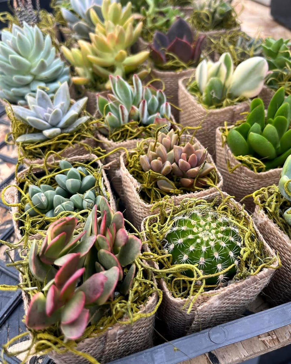 assorted cacti in crate