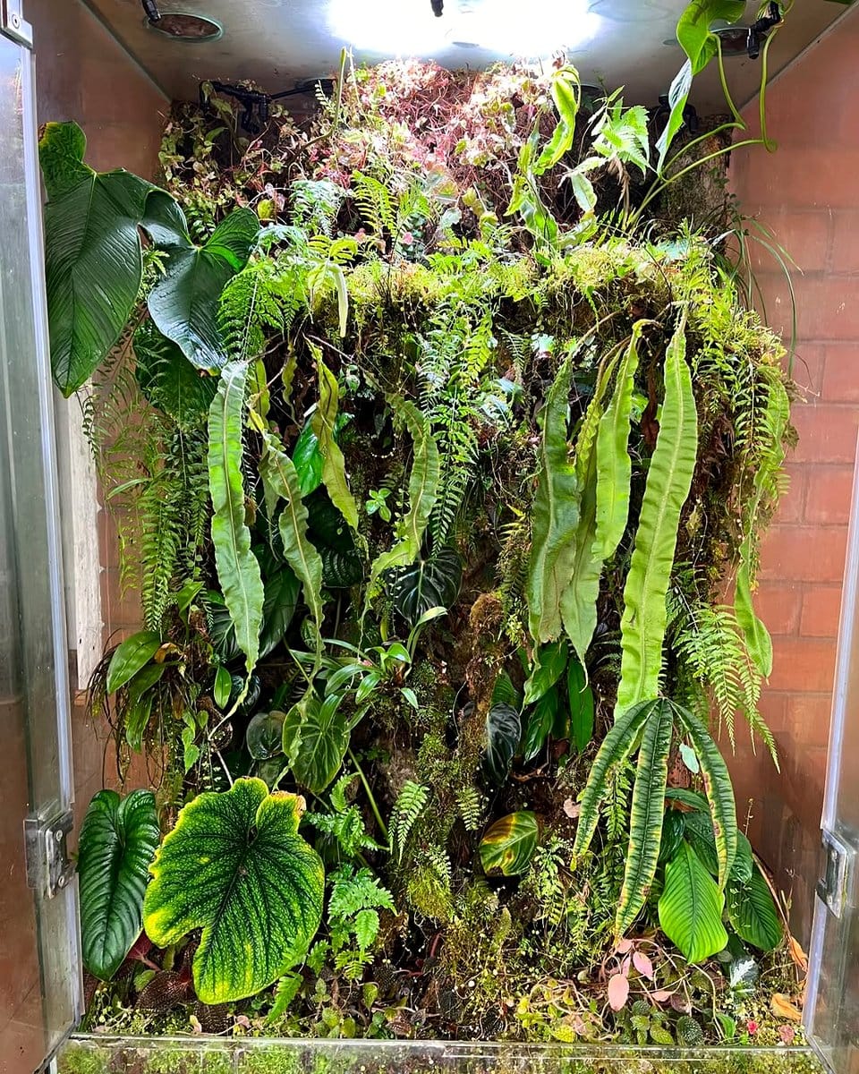 variety of ferns in terrarium