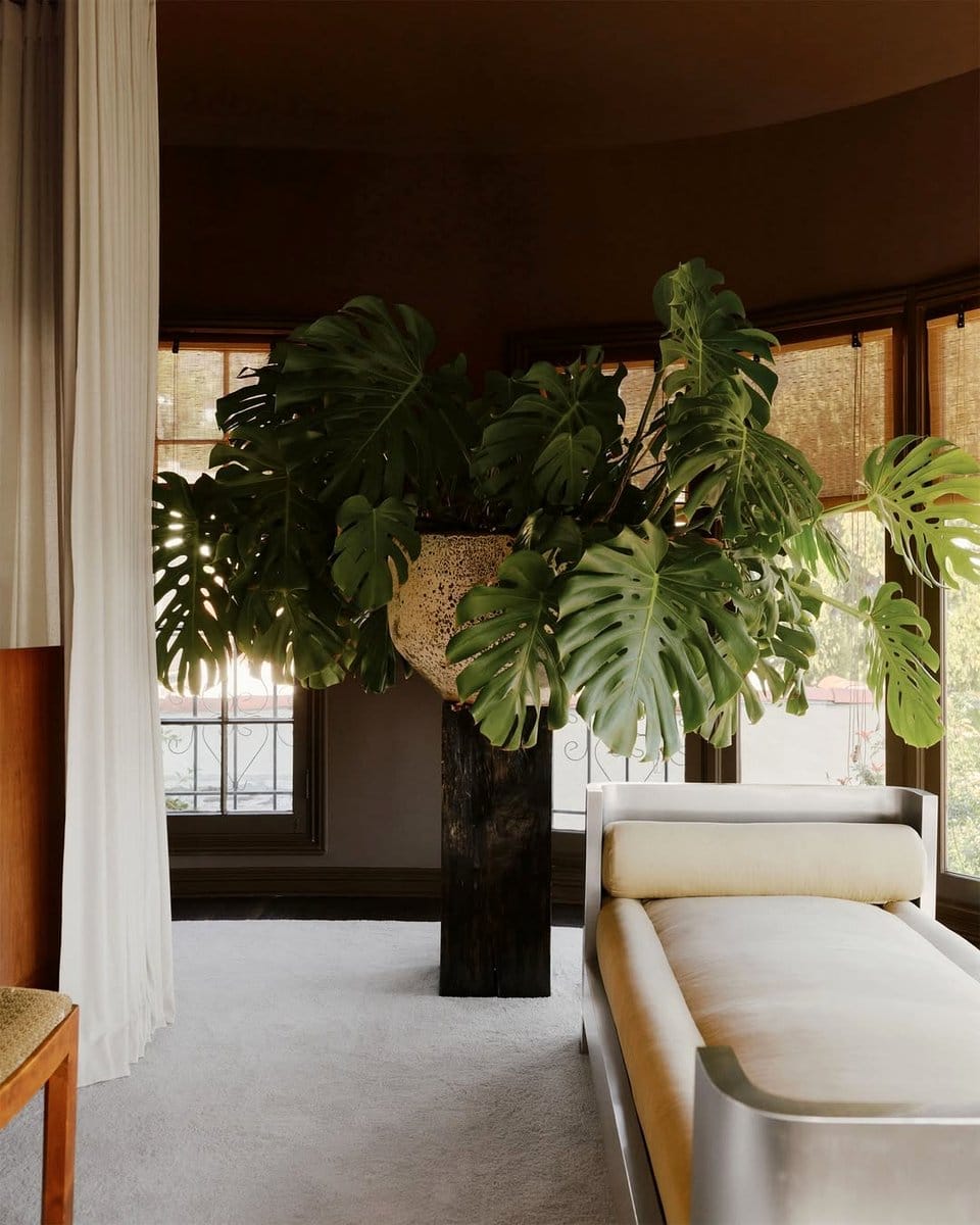 large monstera plant beside a sofa