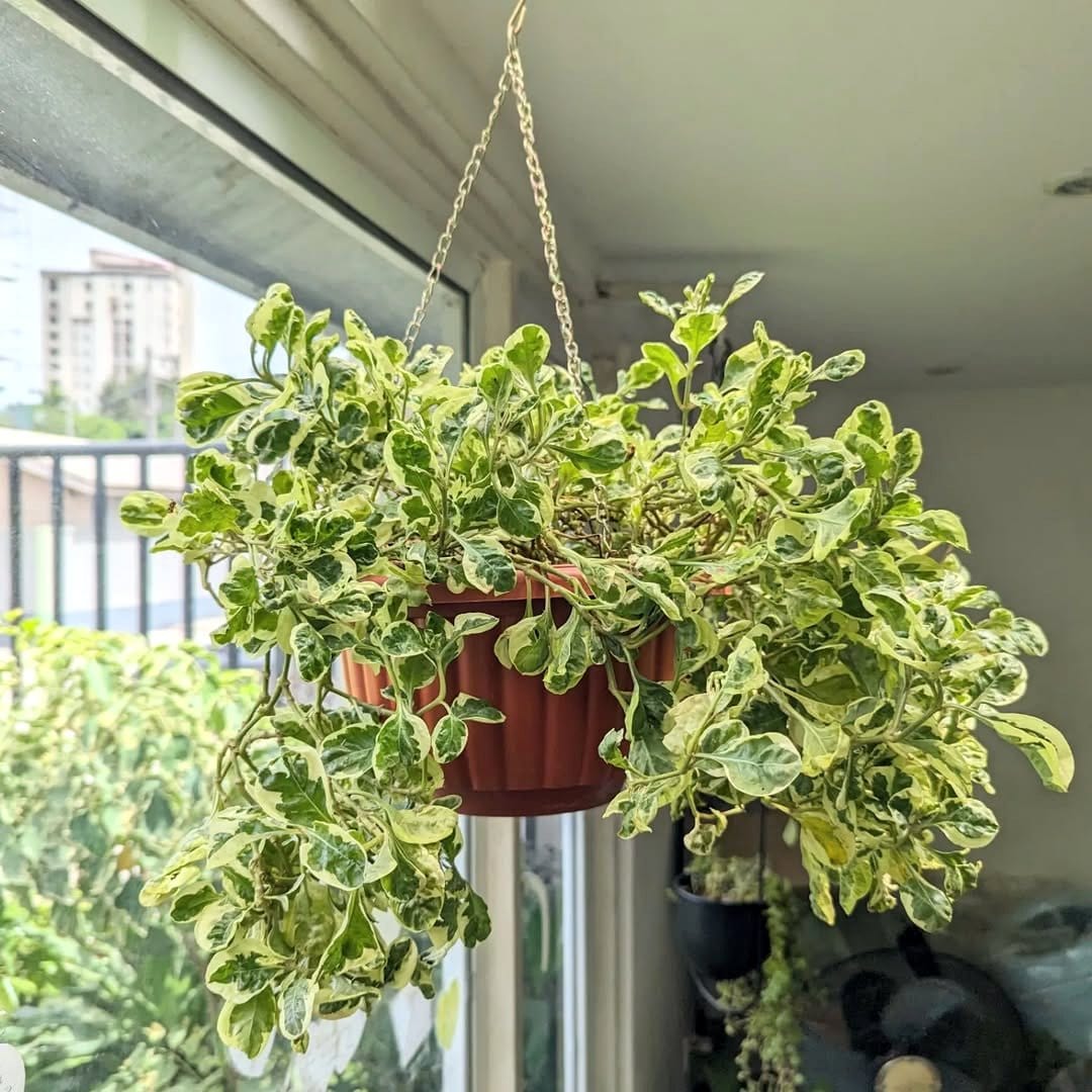 hanging planter with trailing plants